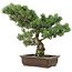 Pinus parviflora, 47 cm, ± 25 anni