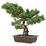 Pinus parviflora, 47 cm, ± 25 jaar oud