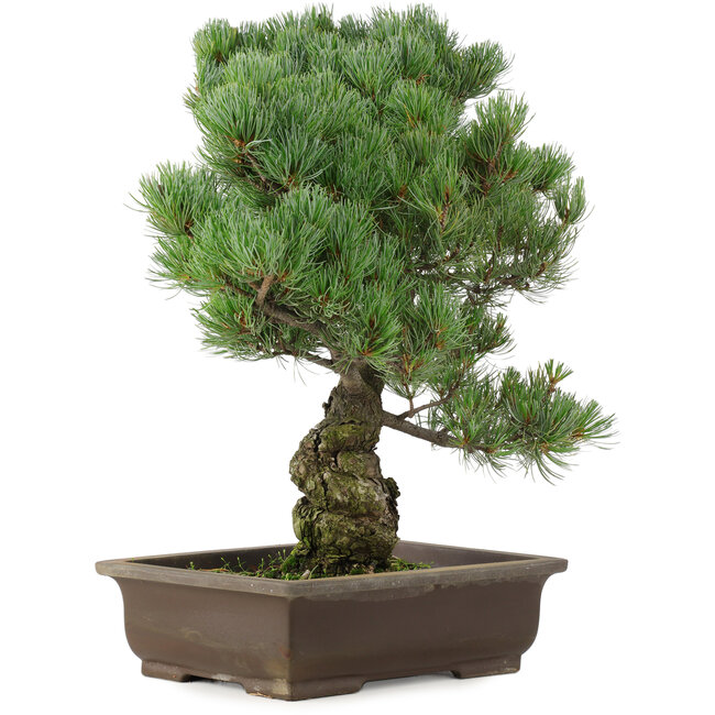 Pinus parviflora, 47 cm, ± 25 jaar oud