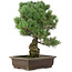 Pinus parviflora, 47 cm, ± 25 ans