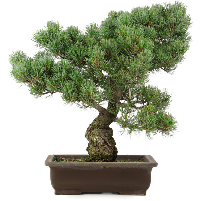 Pinus parviflora, 47 cm, ± 25 jaar oud