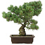 Pinus parviflora, 47 cm, ± 25 jaar oud