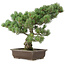 Pinus parviflora, 47 cm, ± 25 jaar oud