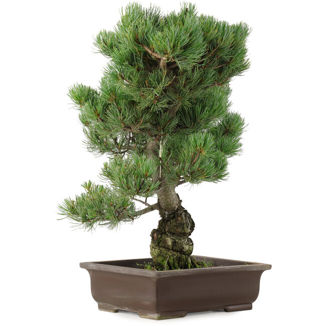 Pinus parviflora, 47 cm, ± 25 ans