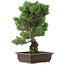 Pinus parviflora, 47 cm, ± 25 years old