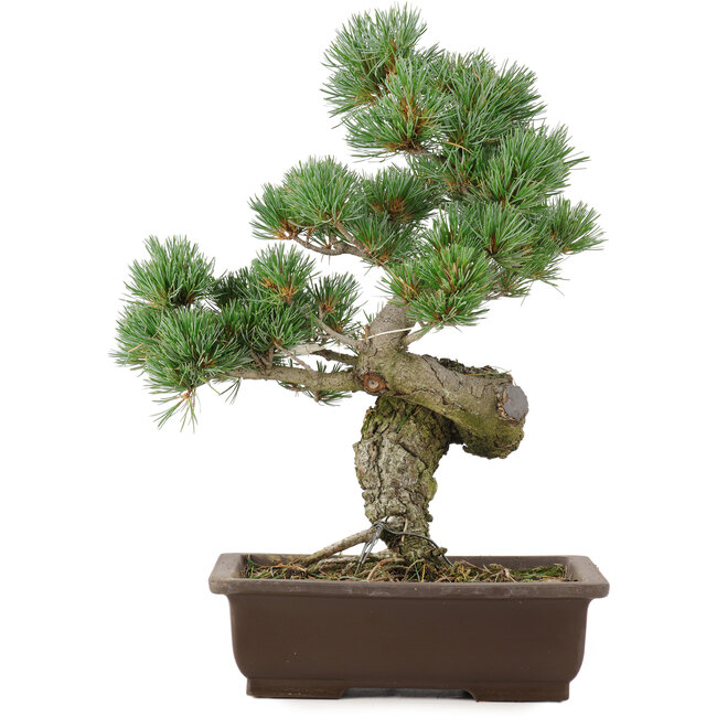 Pinus parviflora, 38 cm, ± 25 jaar oud