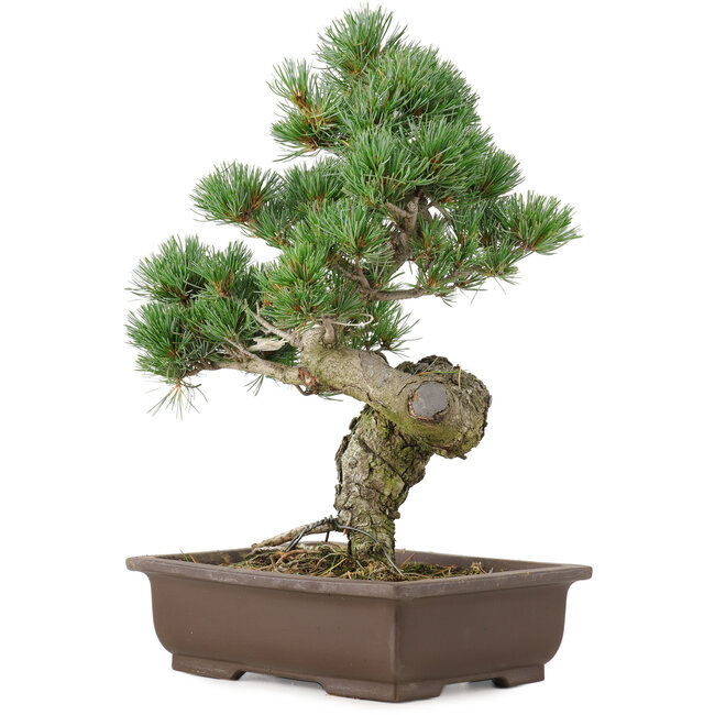Pinus parviflora, 38 cm, ± 25 years old