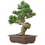 Pinus parviflora, 38 cm, ± 25 jaar oud