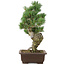 Pinus parviflora, 38 cm, ± 25 anni