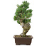 Pinus parviflora, 38 cm, ± 25 jaar oud