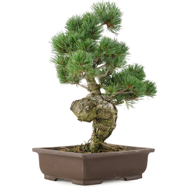 Pinus parviflora, 38 cm, ± 25 years old