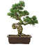 Pinus parviflora, 38 cm, ± 25 jaar oud