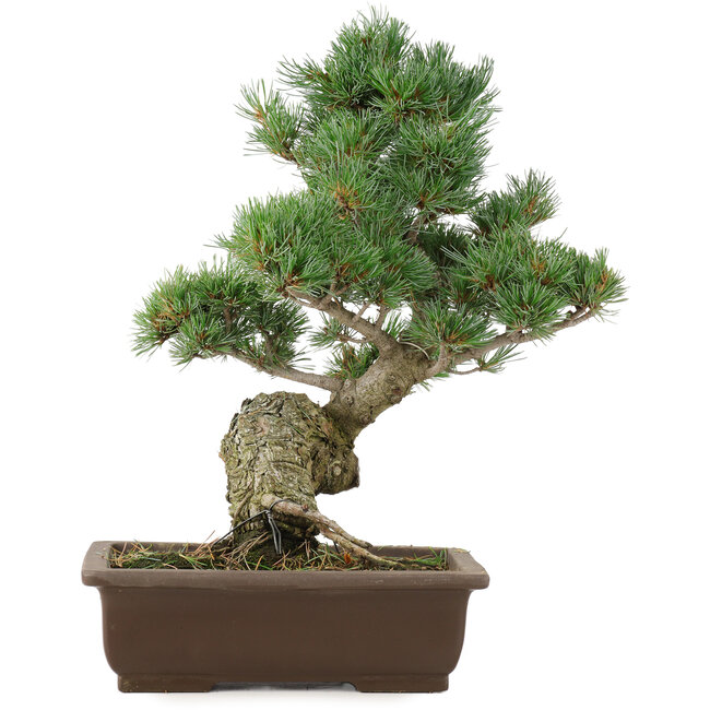 Pinus parviflora, 40 cm, ± 25 jaar oud