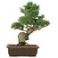 Pinus parviflora, 40 cm, ± 25 jaar oud