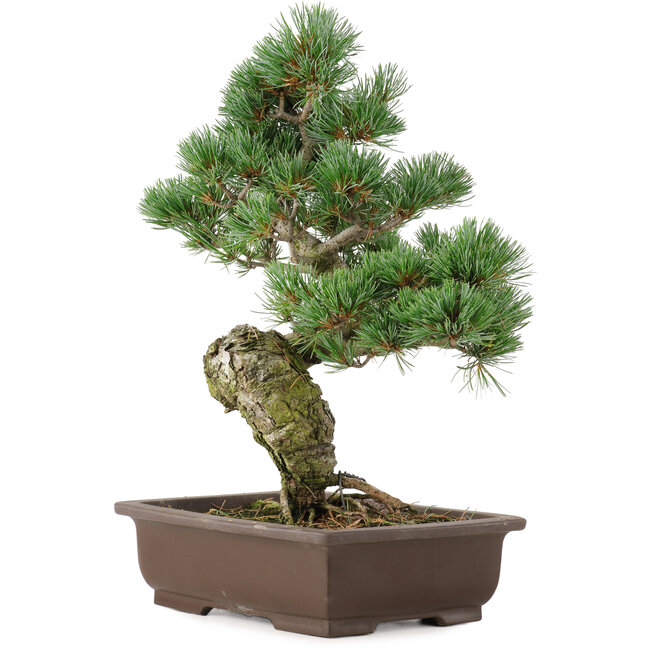 Pinus parviflora, 38 cm, ± 25 Jahre alt