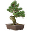 Pinus parviflora, 38 cm, ± 25 ans