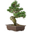 Pinus parviflora, 38 cm, ± 25 jaar oud