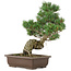 Pinus parviflora, 40 cm, ± 25 jaar oud