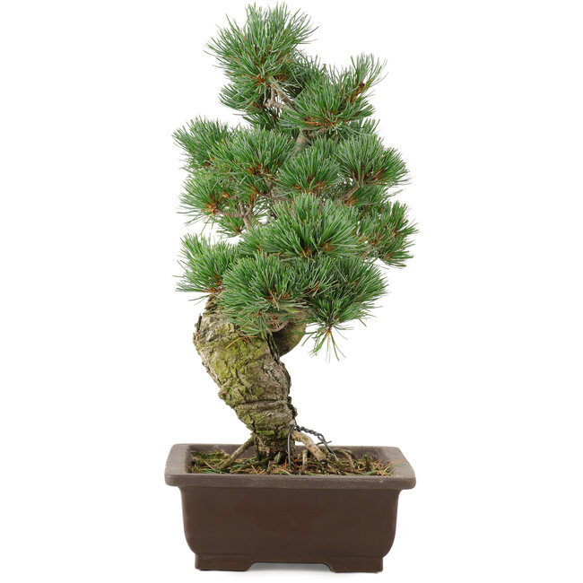 Pinus parviflora, 38 cm, ± 25 anni