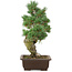 Pinus parviflora, 38 cm, ± 25 años