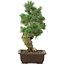 Pinus parviflora, 38 cm, ± 25 jaar oud