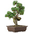 Pinus parviflora, 38 cm, ± 25 years old