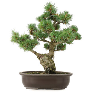 Pinus parviflora, 42 cm, ± 25 jaar oud