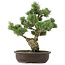 Pinus parviflora, 42 cm, ± 25 ans
