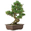 Pinus parviflora, 40 cm, ± 25 ans