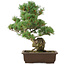 Pinus parviflora, 40 cm, ± 25 ans