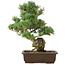 Pinus parviflora, 40 cm, ± 25 jaar oud