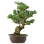 Pinus parviflora, 42 cm, ± 25 jaar oud