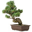 Pinus parviflora, 40 cm, ± 25 Jahre alt