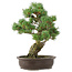 Pinus parviflora, 42 cm, ± 25 jaar oud