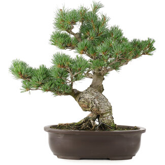 Pinus parviflora, 40 cm, ± 25 anni