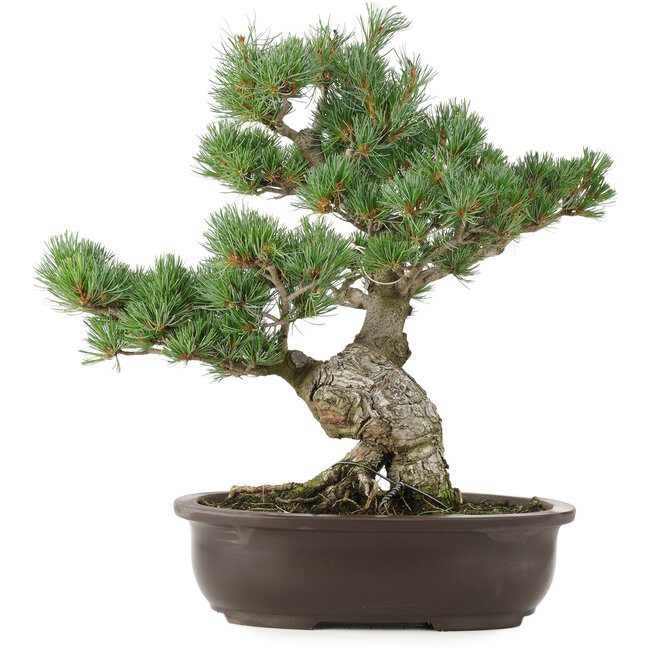 Pinus parviflora, 40 cm, ± 25 jaar oud