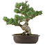 Pinus parviflora, 40 cm, ± 25 years old