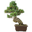 Pinus parviflora, 40 cm, ± 25 jaar oud