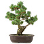 Pinus parviflora, 42 cm, ± 25 years old