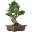 Pinus parviflora, 40 cm, ± 25 jaar oud