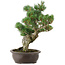 Pinus parviflora, 40 cm, ± 25 ans