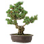 Pinus parviflora, 42 cm, ± 25 ans