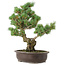 Pinus parviflora, 42 cm, ± 25 years old