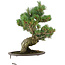 Pinus parviflora, 40 cm, ± 25 years old