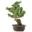 Pinus parviflora, 42 cm, ± 25 ans