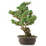 Pinus parviflora, 42 cm, ± 25 years old