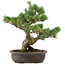 Pinus parviflora, 40 cm, ± 25 ans