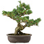 Pinus parviflora, 40 cm, ± 25 Jahre alt