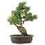 Pinus parviflora, 42 cm, ± 25 anni