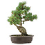 Pinus parviflora, 42 cm, ± 25 años